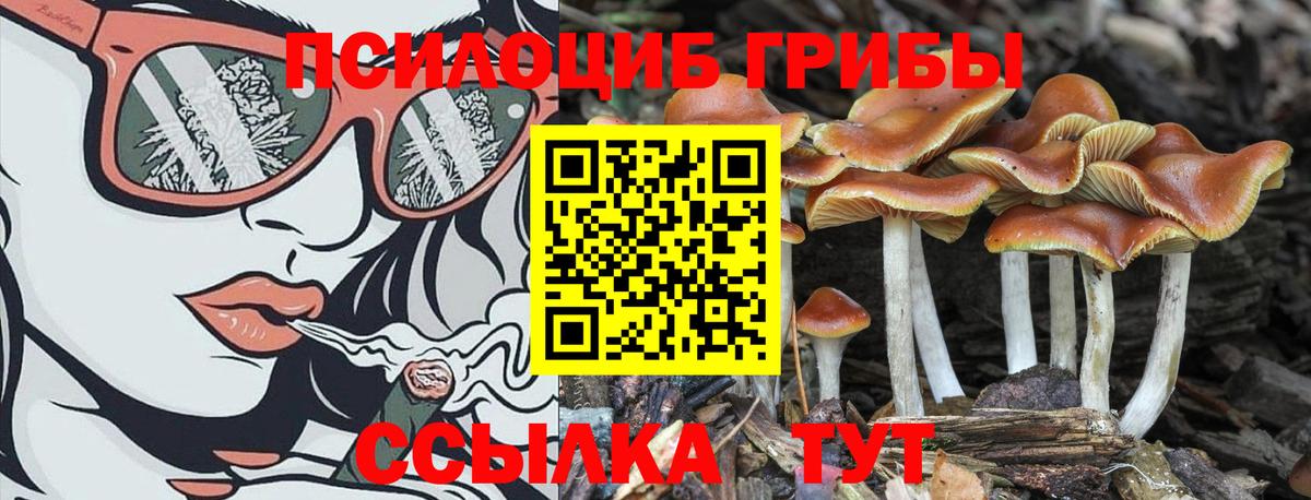 Прохладный  Галлюциногенные грибы Psilocybine cubensis  Вход с VPN 